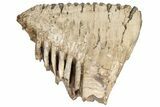 Fossil Woolly Mammoth Upper M Molar - North Sea Deposits #200779-4
